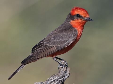 Vermillion Flycatcher