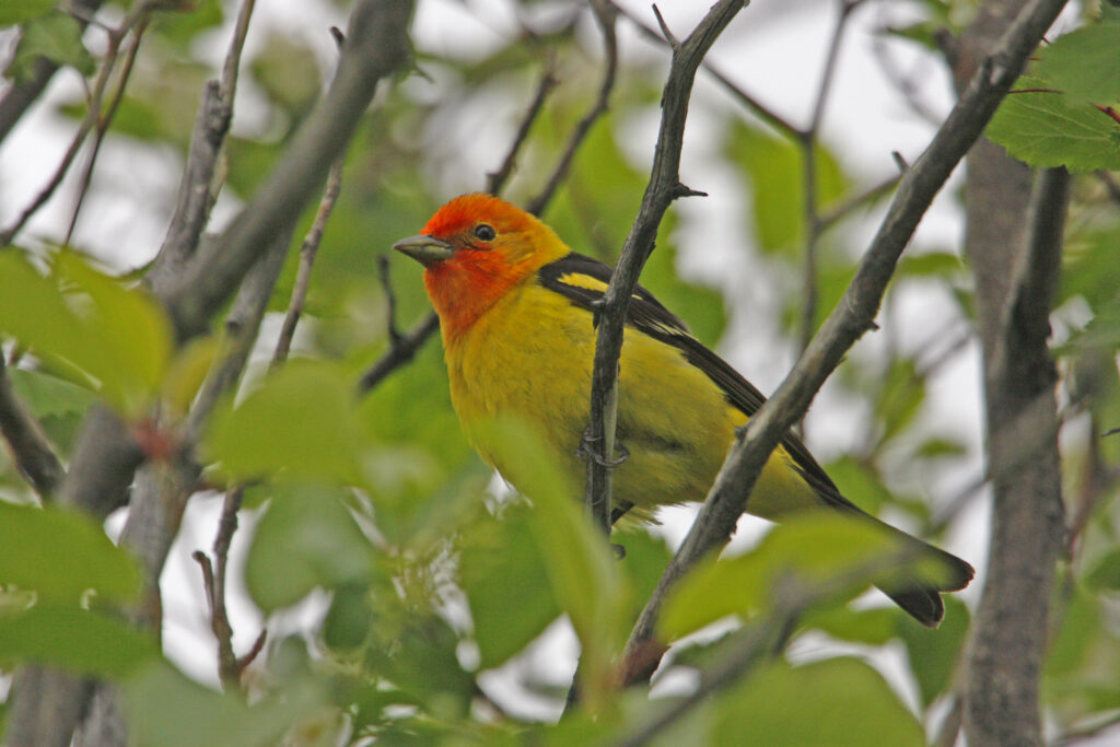 Western Tanager