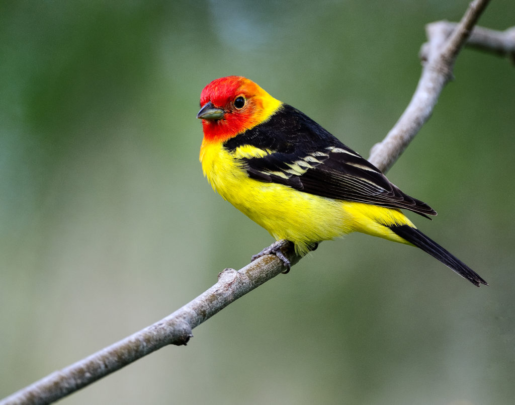 Western Tanagers