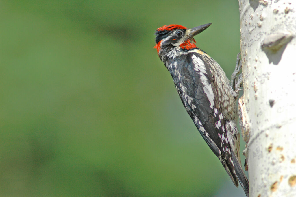 Yellow-bellied Sapsucker