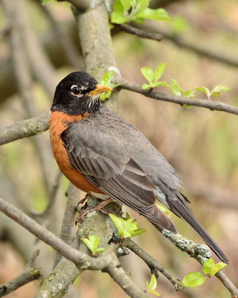 American Robin