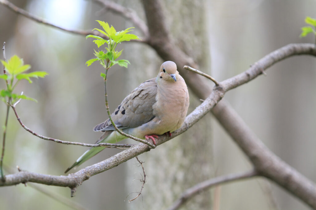 Mourning Dove