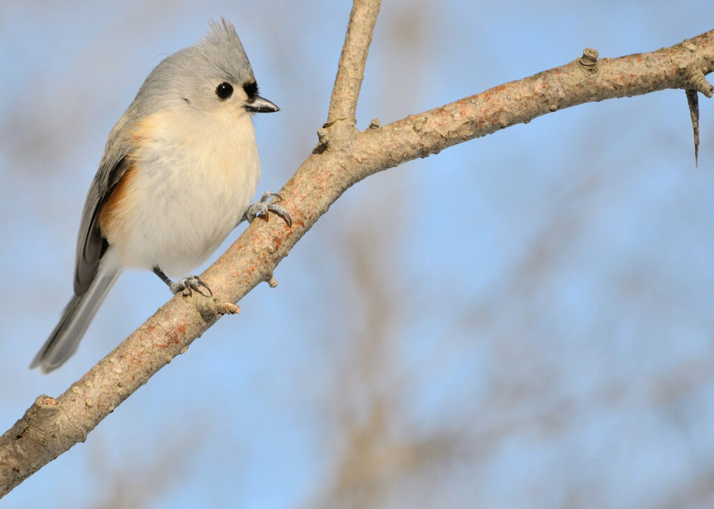 Tufted Titmouse