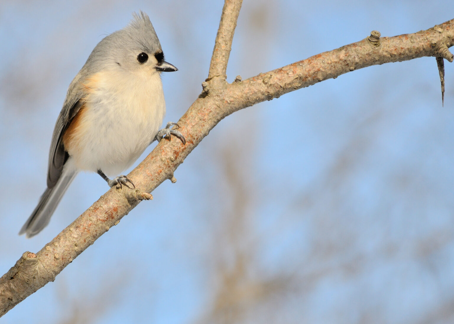 Common Birds In Kansas City