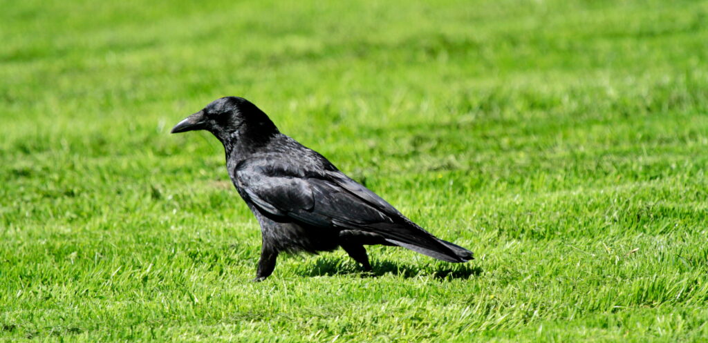 American Crow