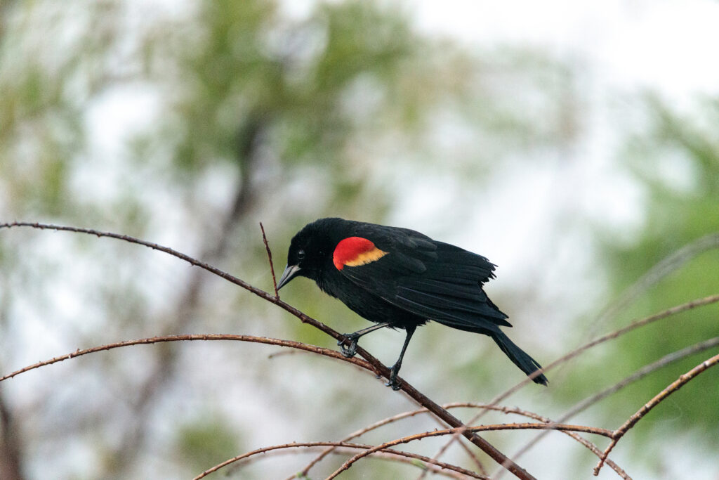 Red-winged Blackbird