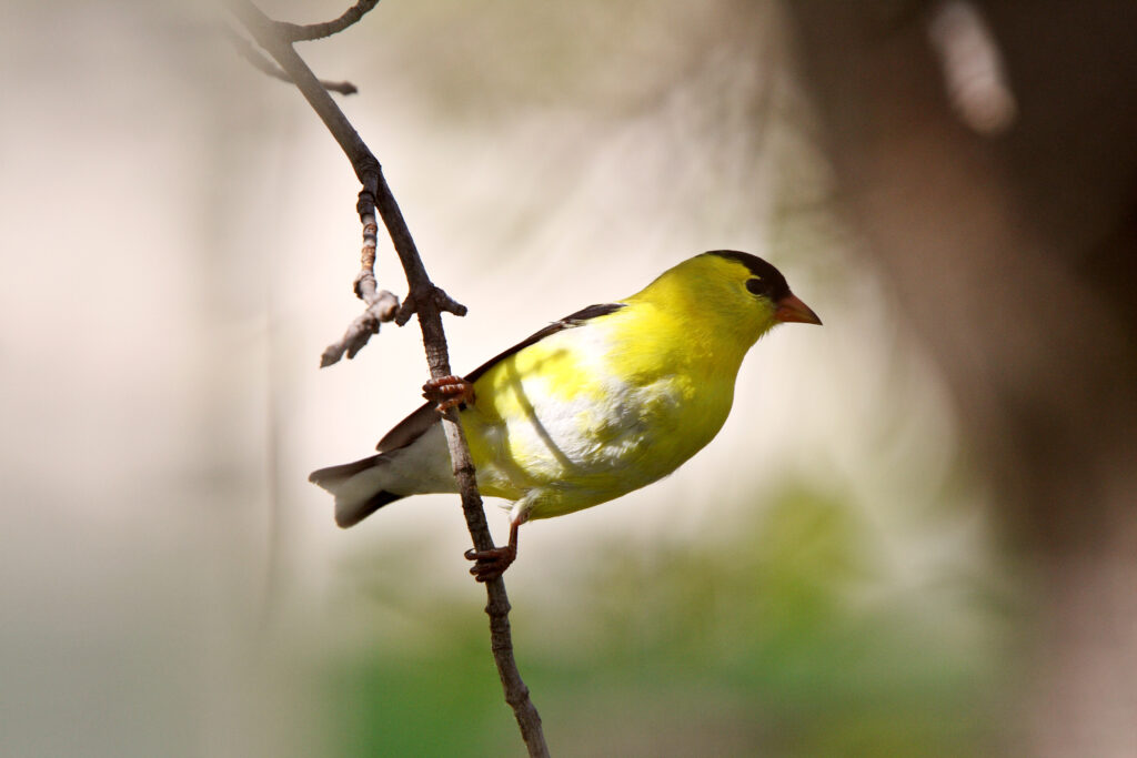 American Goldfinch