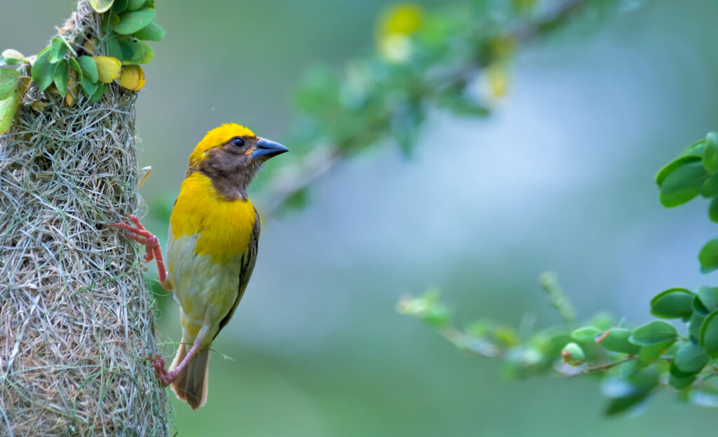 Baya Weaver