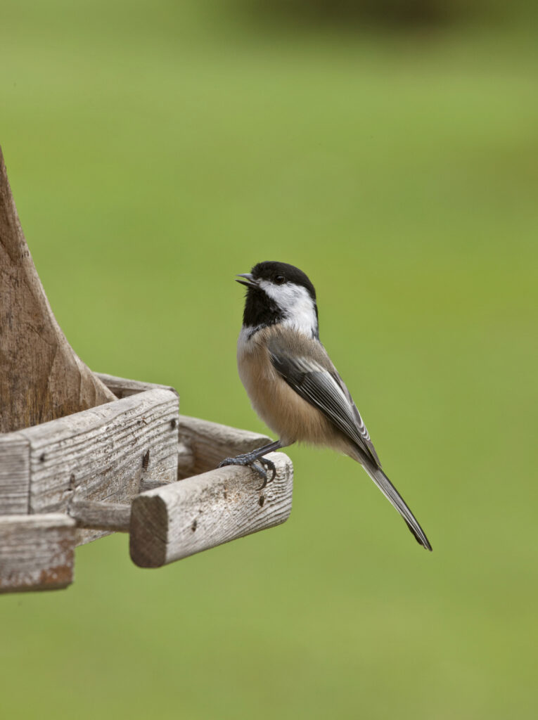 Black-capped Chickadee