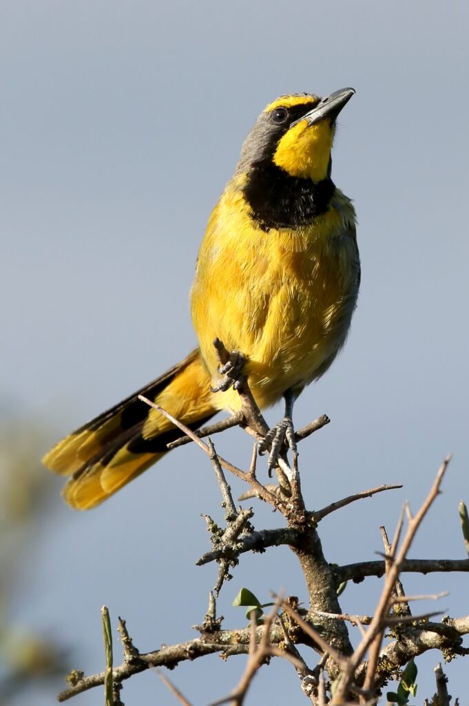 Bokmakierie Shrikes