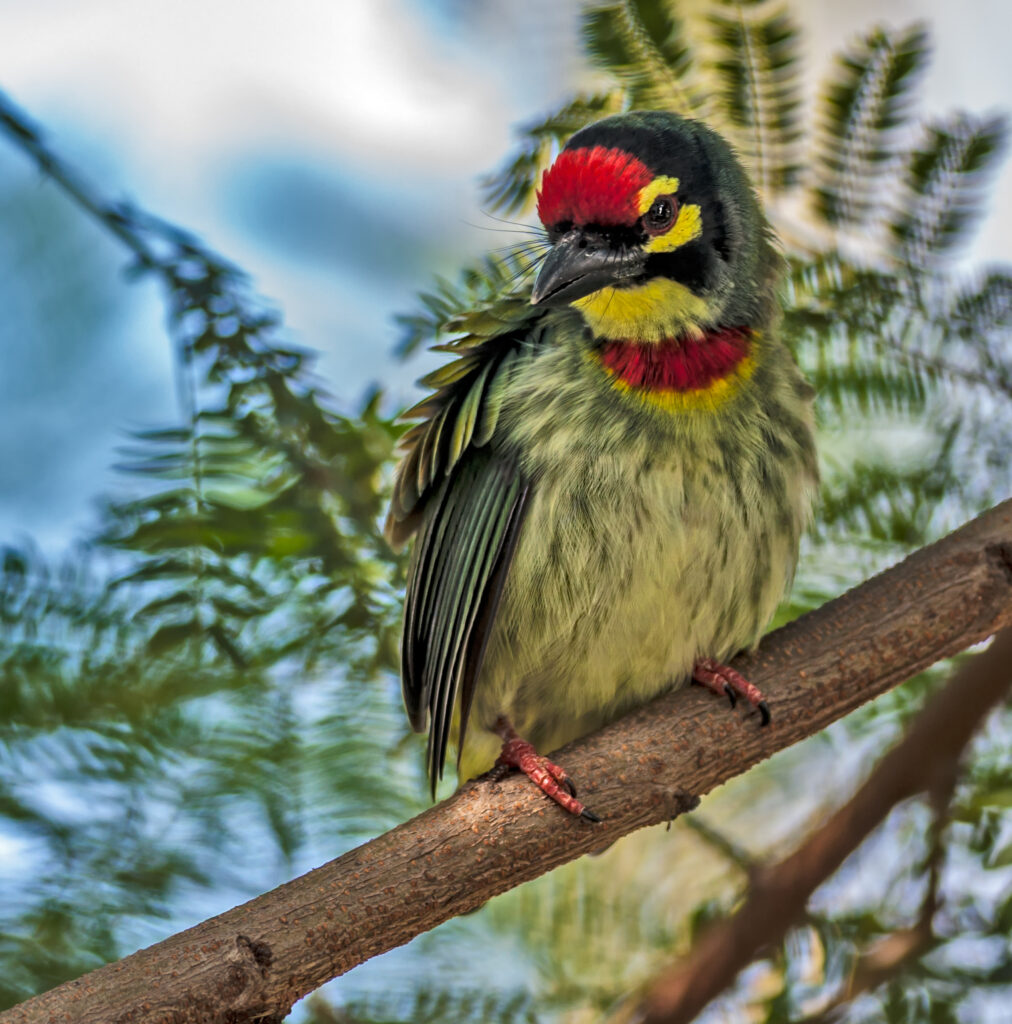 Coppersmith Barbet