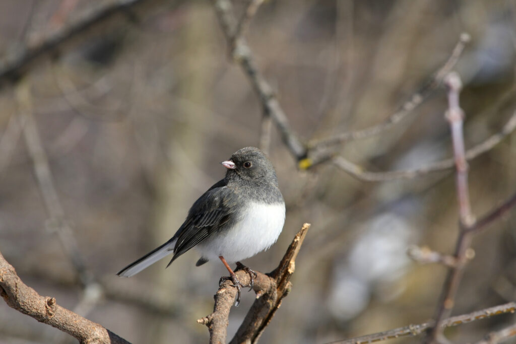 Dark-eyed Junco