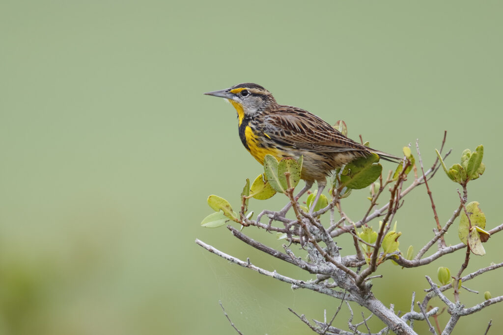 Eastern Meadowlark