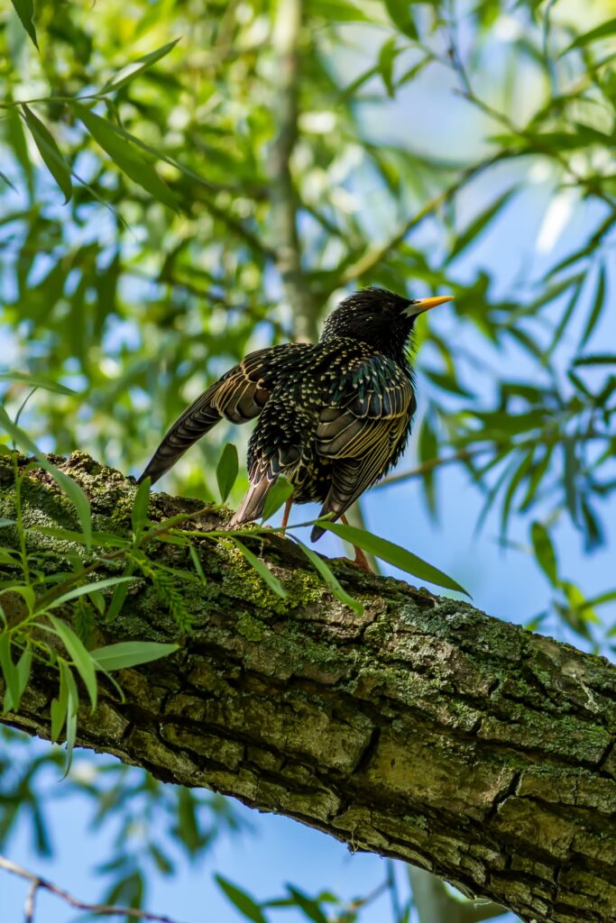 European Starling