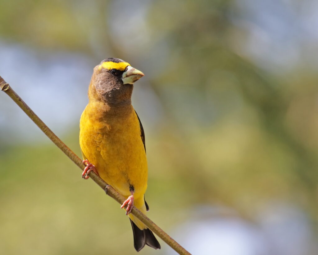 Evening Grosbeak