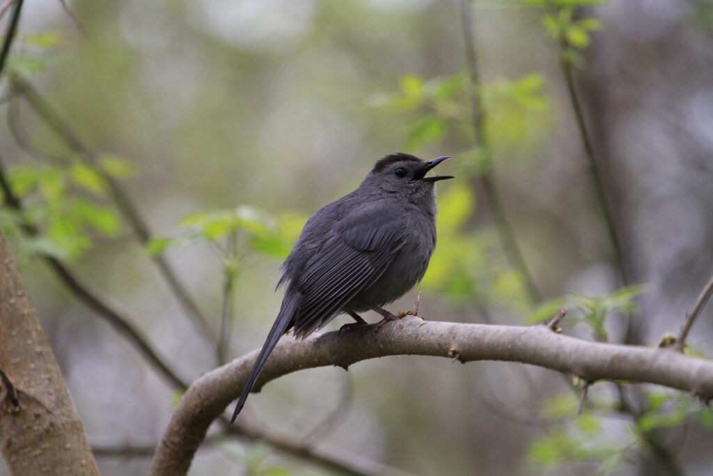 Gray Catbird