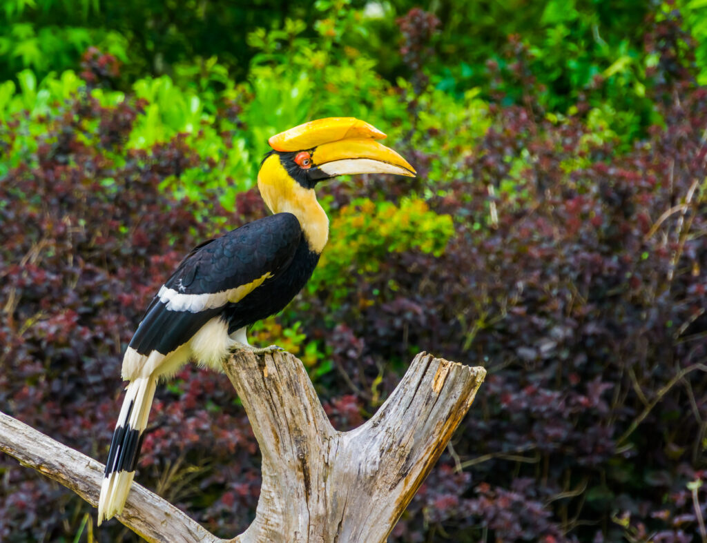 Great Hornbills