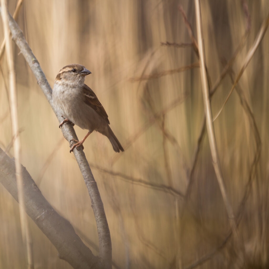 House Sparrow