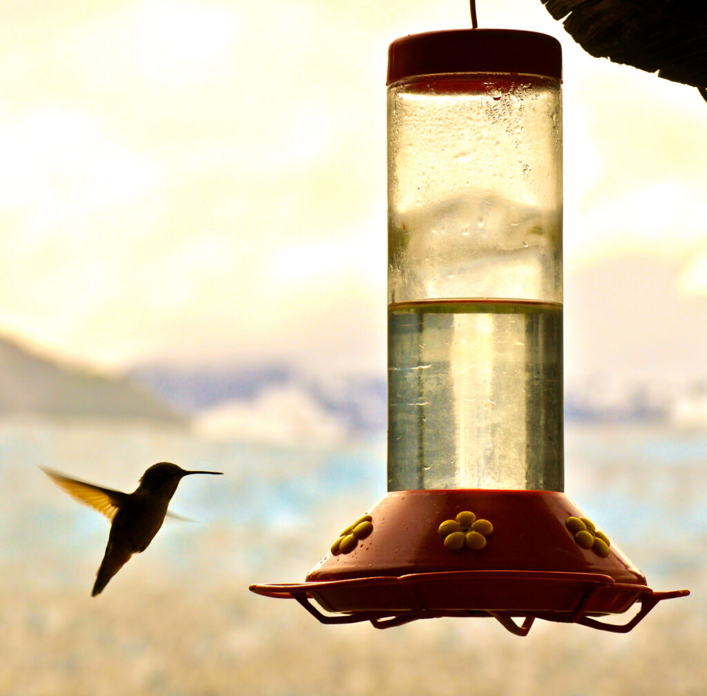 Hummingbird with Feeder
