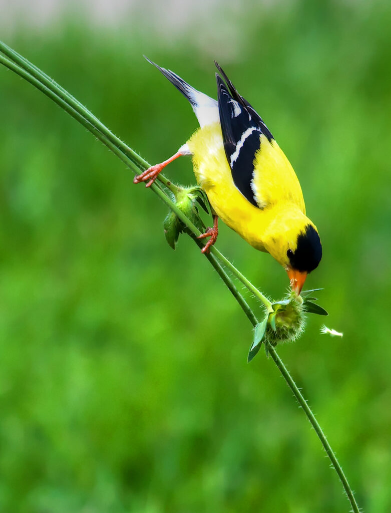 Lesser Goldfinch