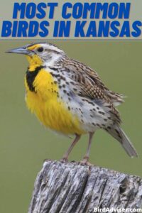 Most Common Birds in Kansas