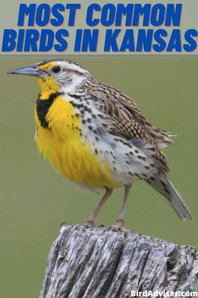 Most Common Birds in Kansas