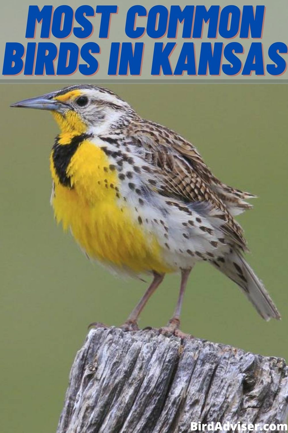 65-common-birds-in-kansas-that-you-won-t-want-to-miss-learn-bird