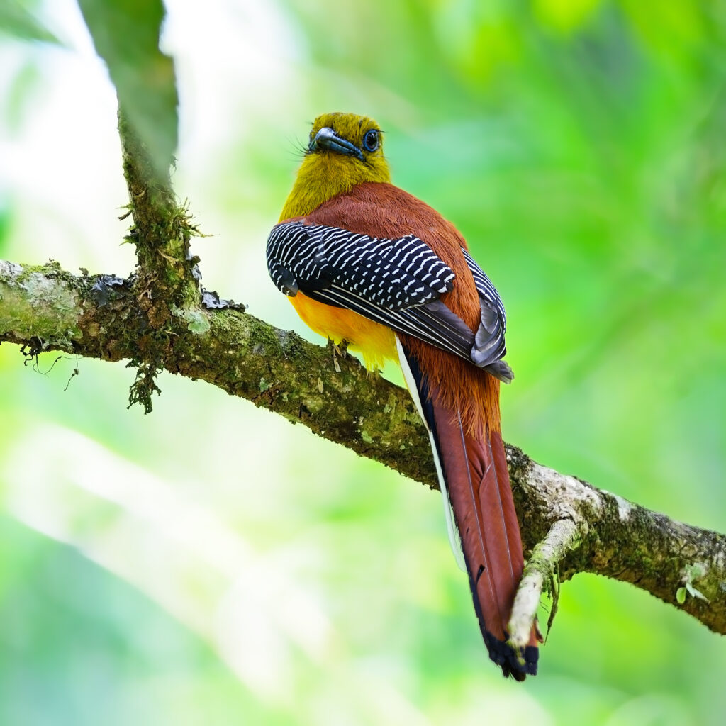 Orange-Breasted Trogon