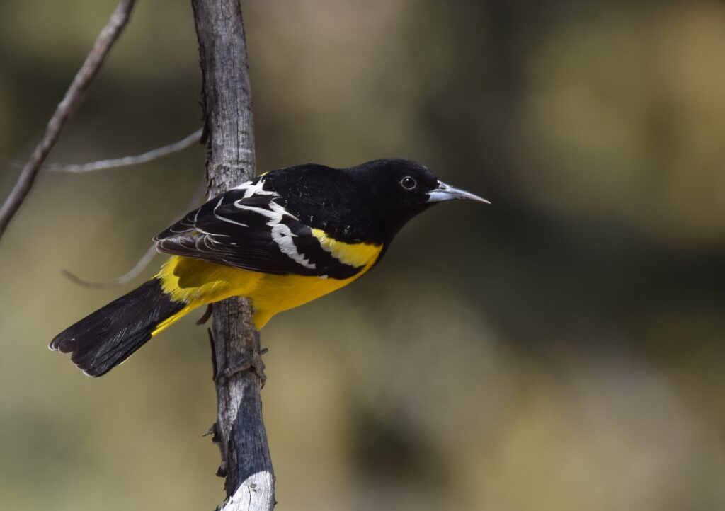 Scott’s Oriole