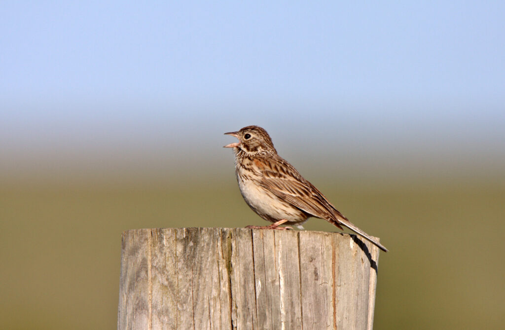 Song Sparrow