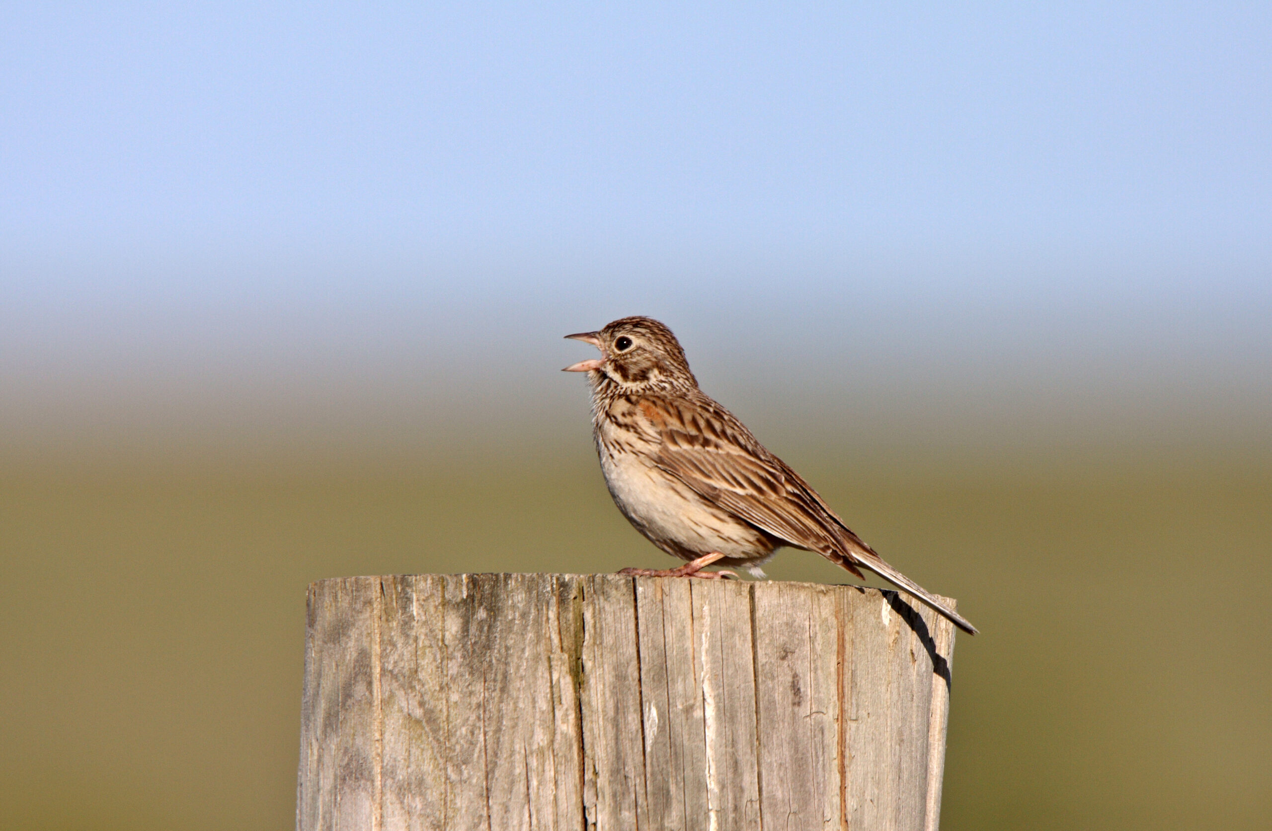 The Song Sparrow
