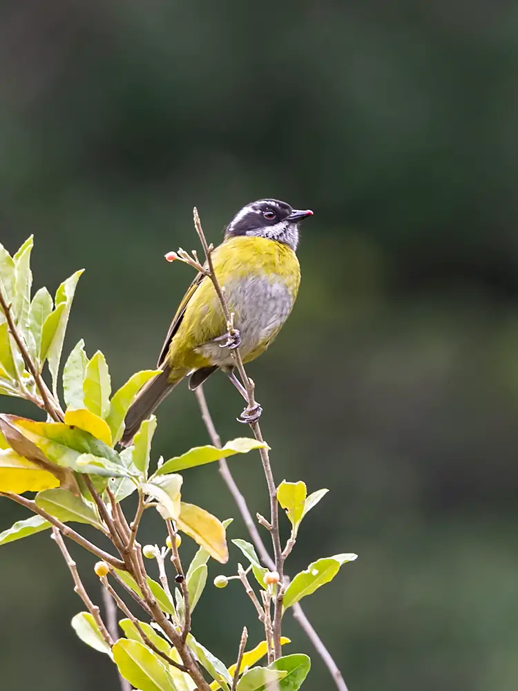Sooty-Capped Bush-Tanager