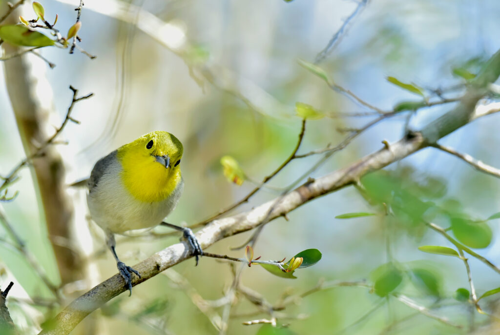 Townsend’s Warbler