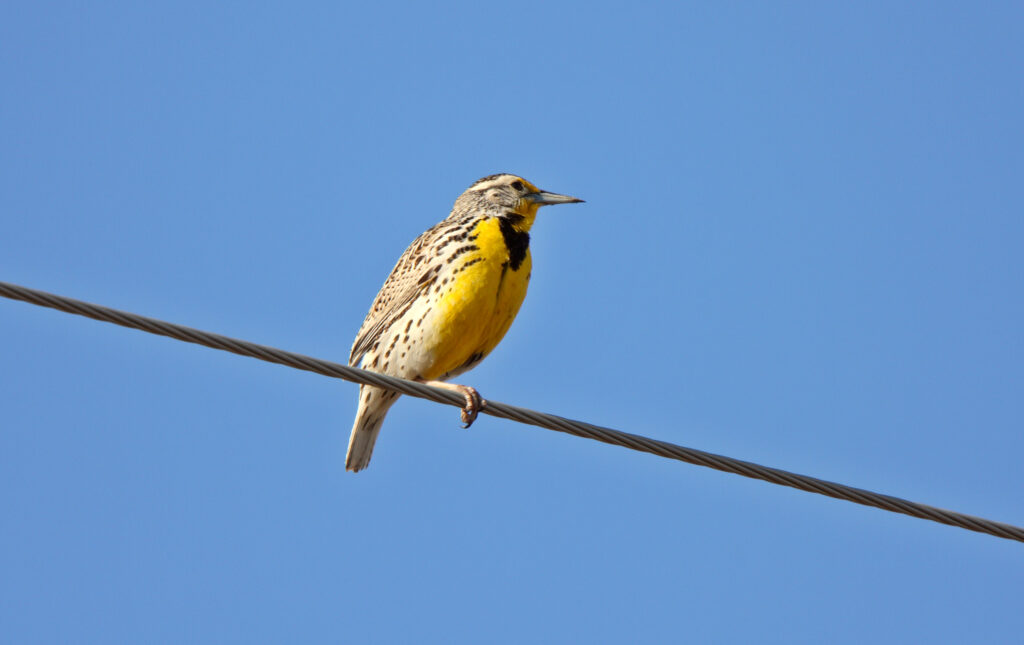 Western Meadowlark