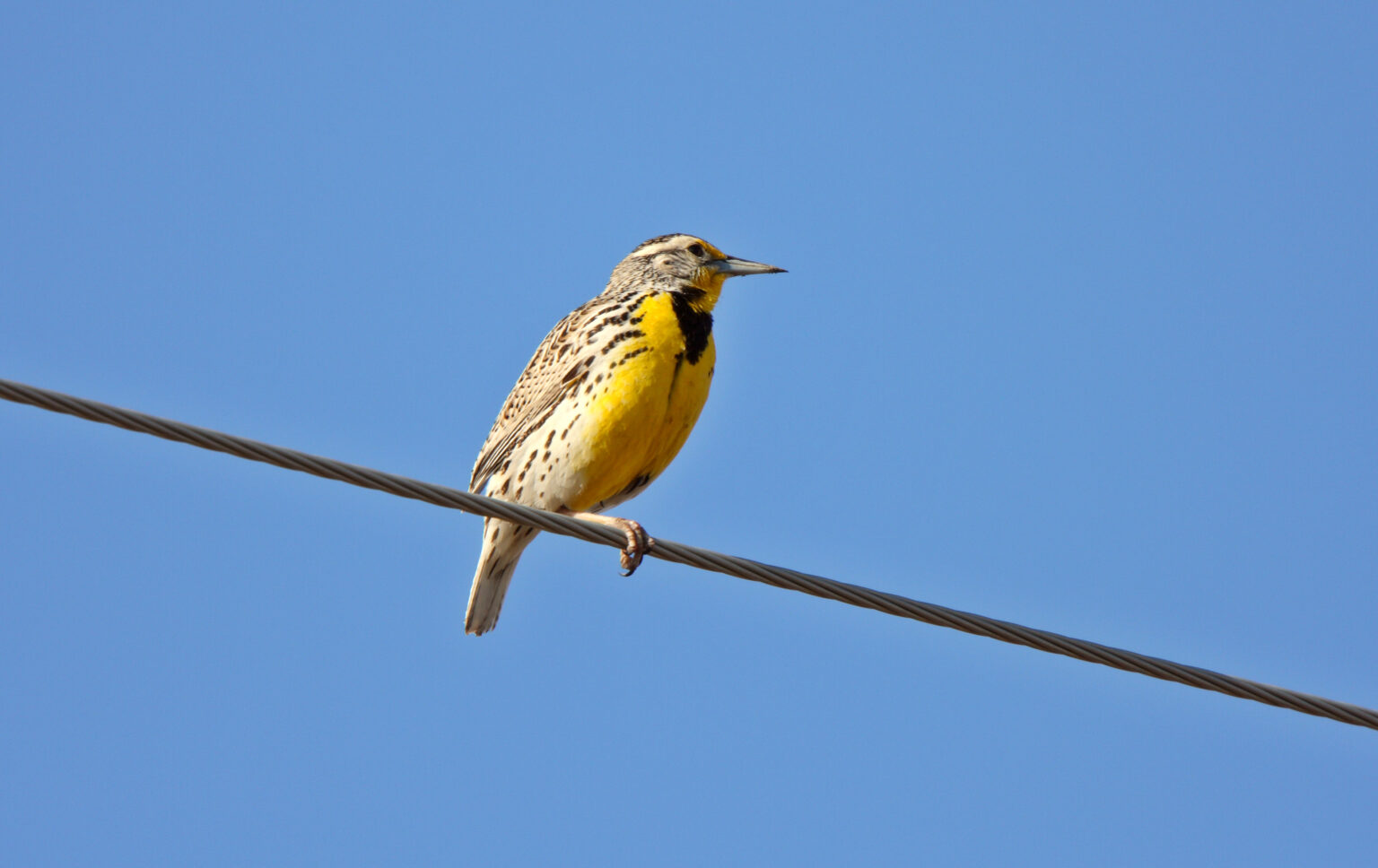 24 Most Common Birds in Colorado (with Pictures)