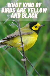 What Kind of Birds are Yellow and Black