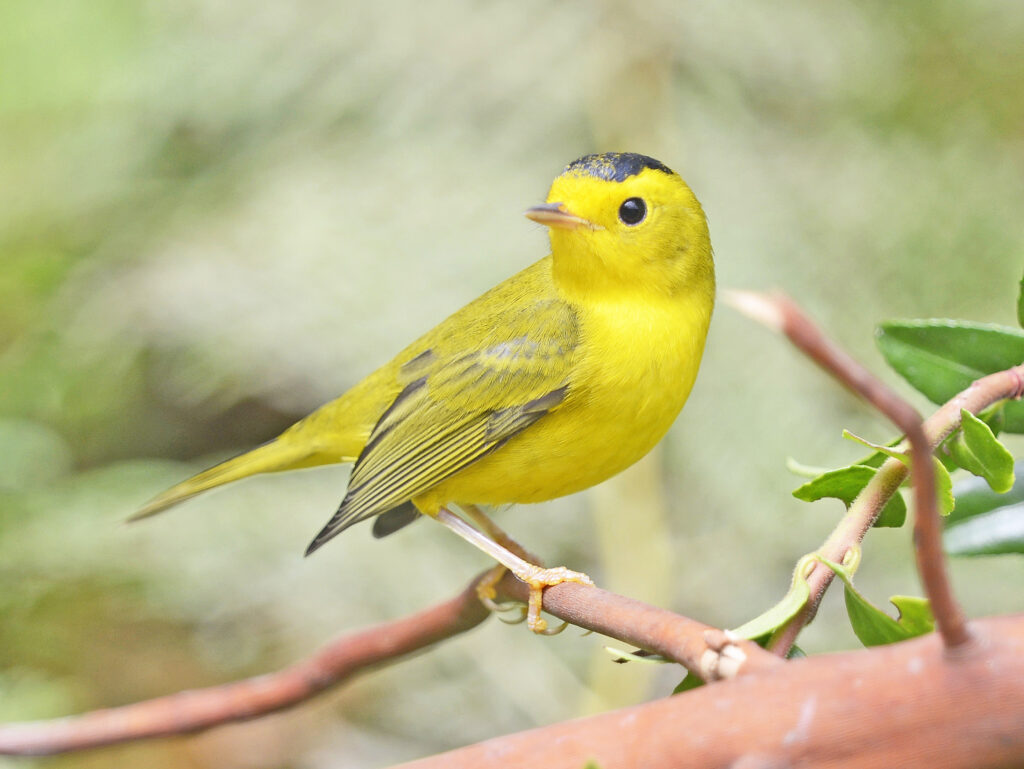 Wilson Warbler