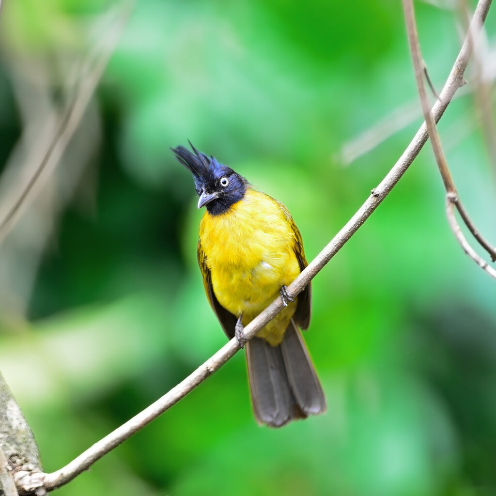 Yellow Browed Bulbul