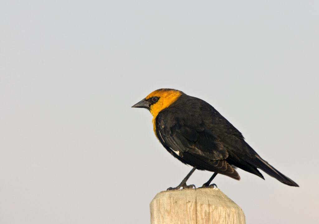 Yellow-Headed Black Bird