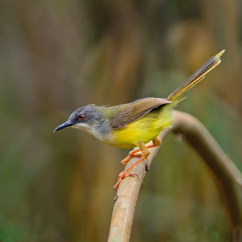 Yellow-bellied Prinia