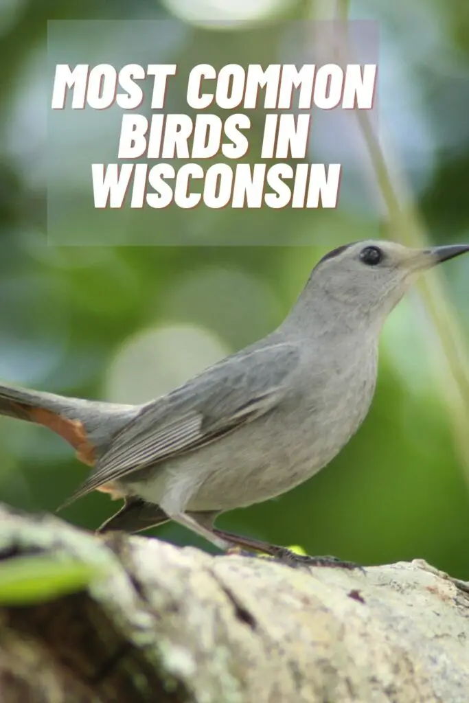 most common birds in wisconsin