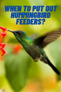 when to put out hummingbird feeders