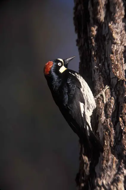 Acorns Woodpecker
