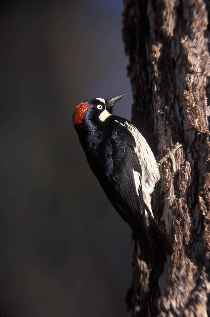 Acorn Woodpecker