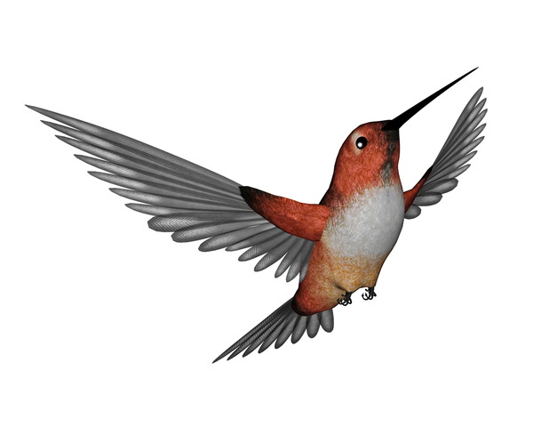 Allen's Hummingbird