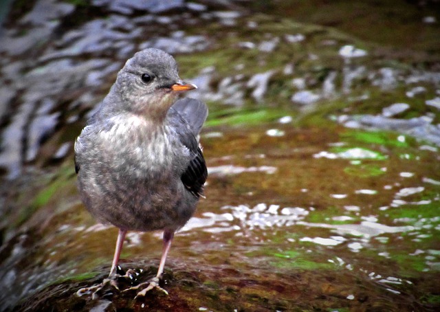 American dipper