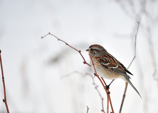 american tree sparrow