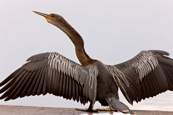 Anhinga