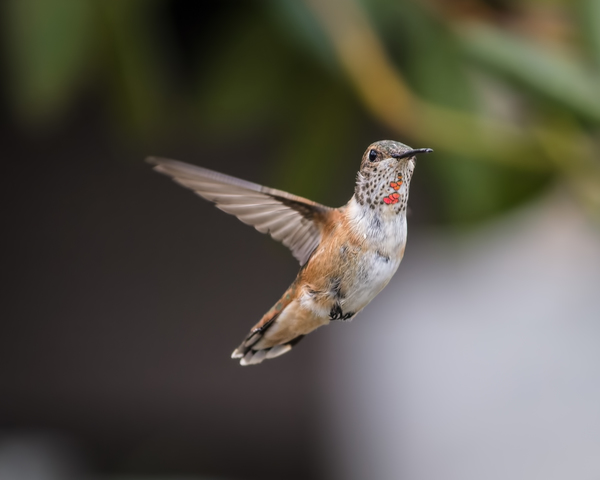 Anna Hummingbird