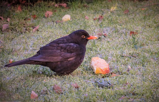 Are Apples Beneficial to Birds